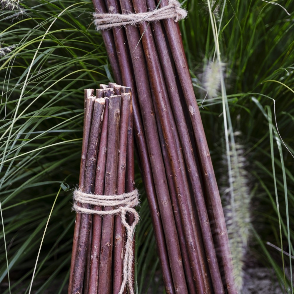 Willow plant sticks