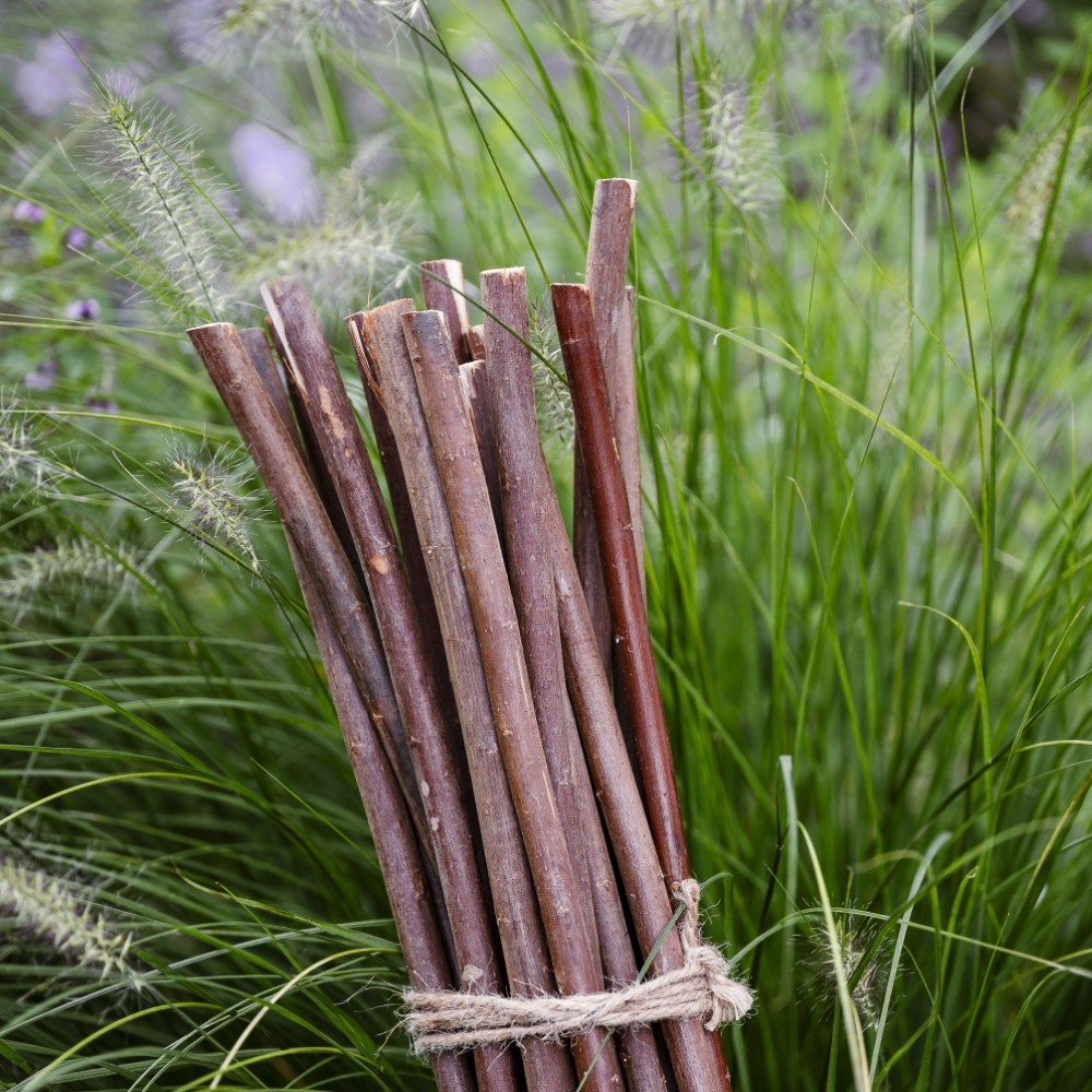 Willow plant sticks