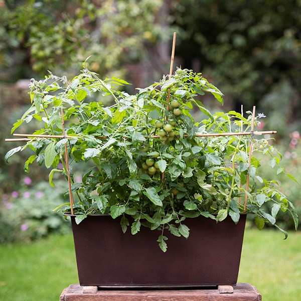 Bamboo canes bulk bundle - pack of 20