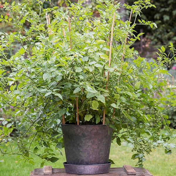 Bamboo canes bulk bundle - pack of 20