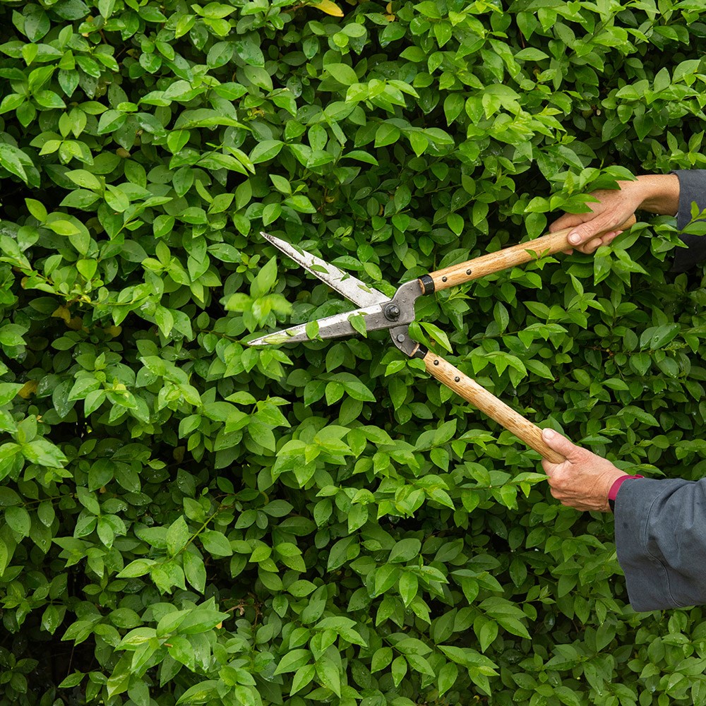 Niwaki garden shears