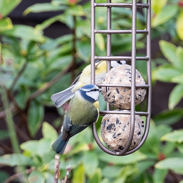 Tree hanging fat ball feeder - brass