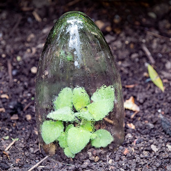 Glass cloches - set of 3