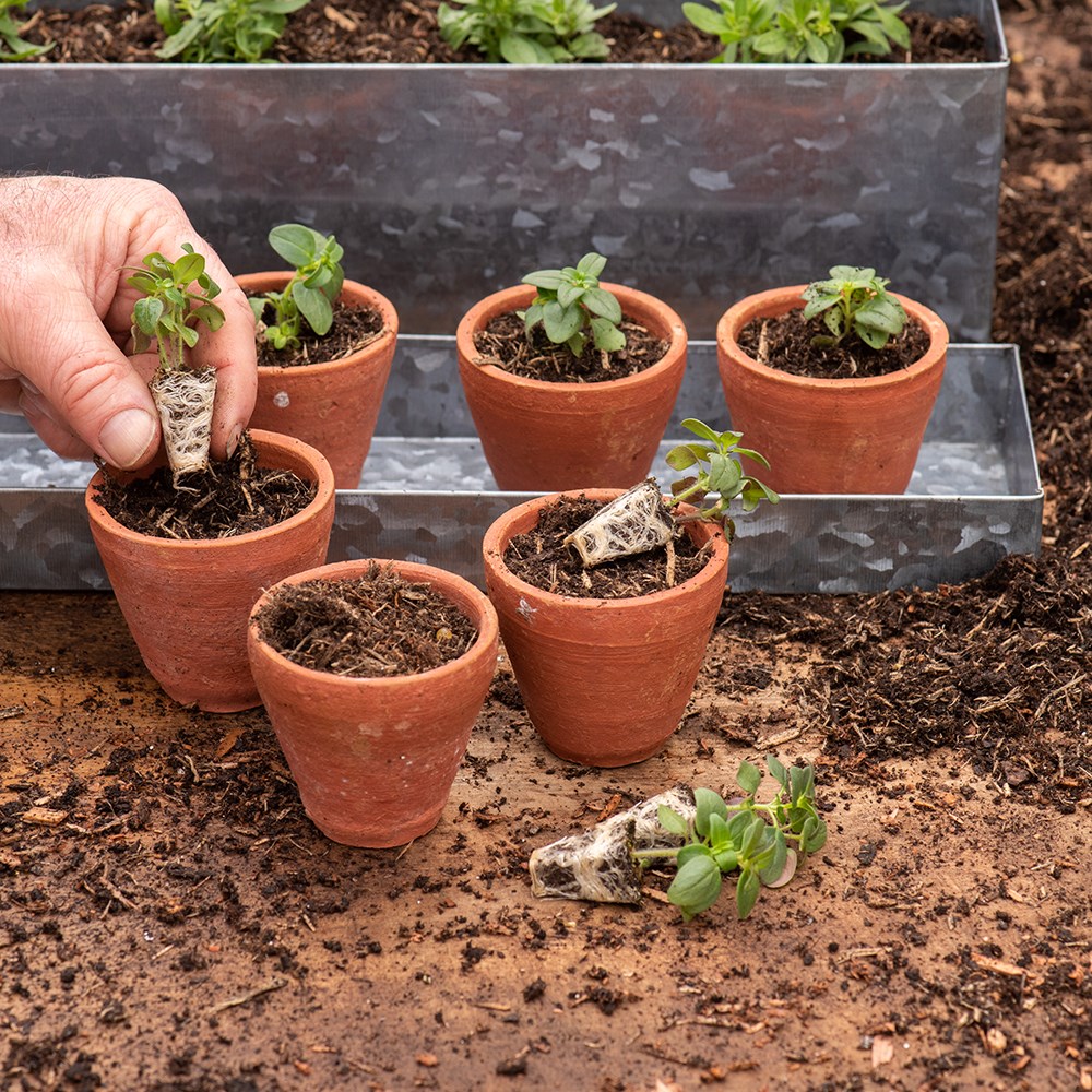Galvanised metal box with ten grow pots