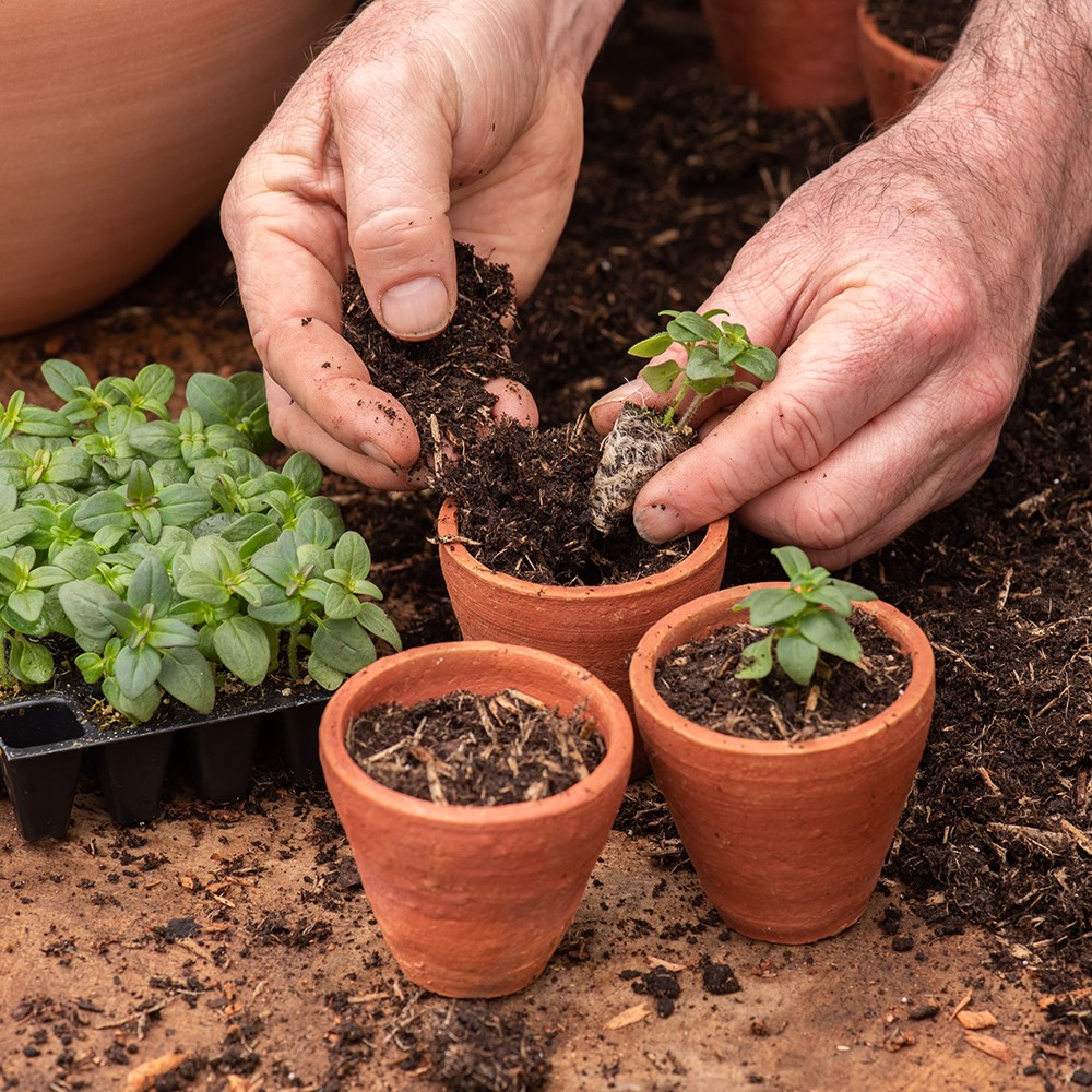 Galvanised metal box with ten grow pots