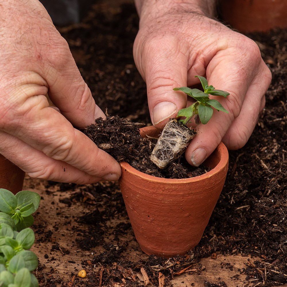 Galvanised metal box with ten grow pots
