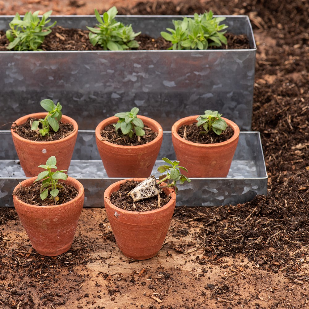 Galvanised metal box with ten grow pots