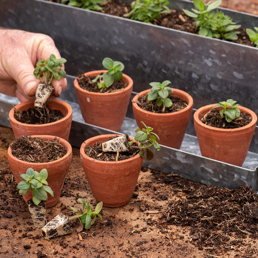 Galvanised metal box with ten grow pots