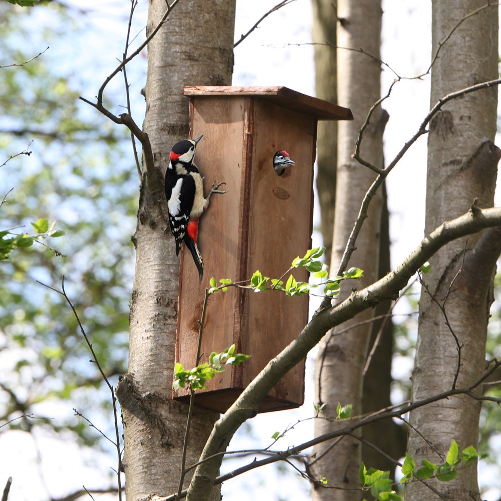 Woodpecker large bird house 
