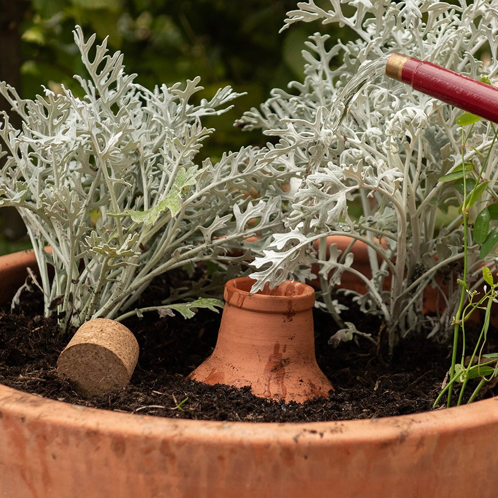 Olla irrigation pot