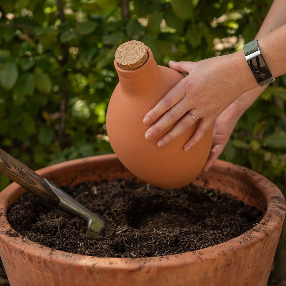 Olla irrigation pot