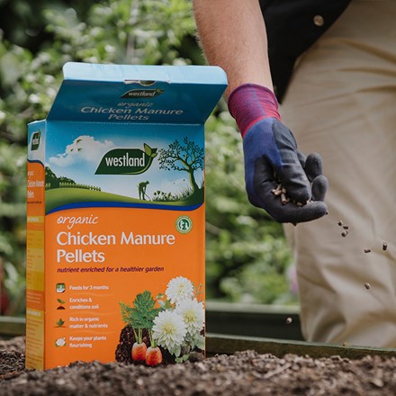 Organic chicken manure pellets