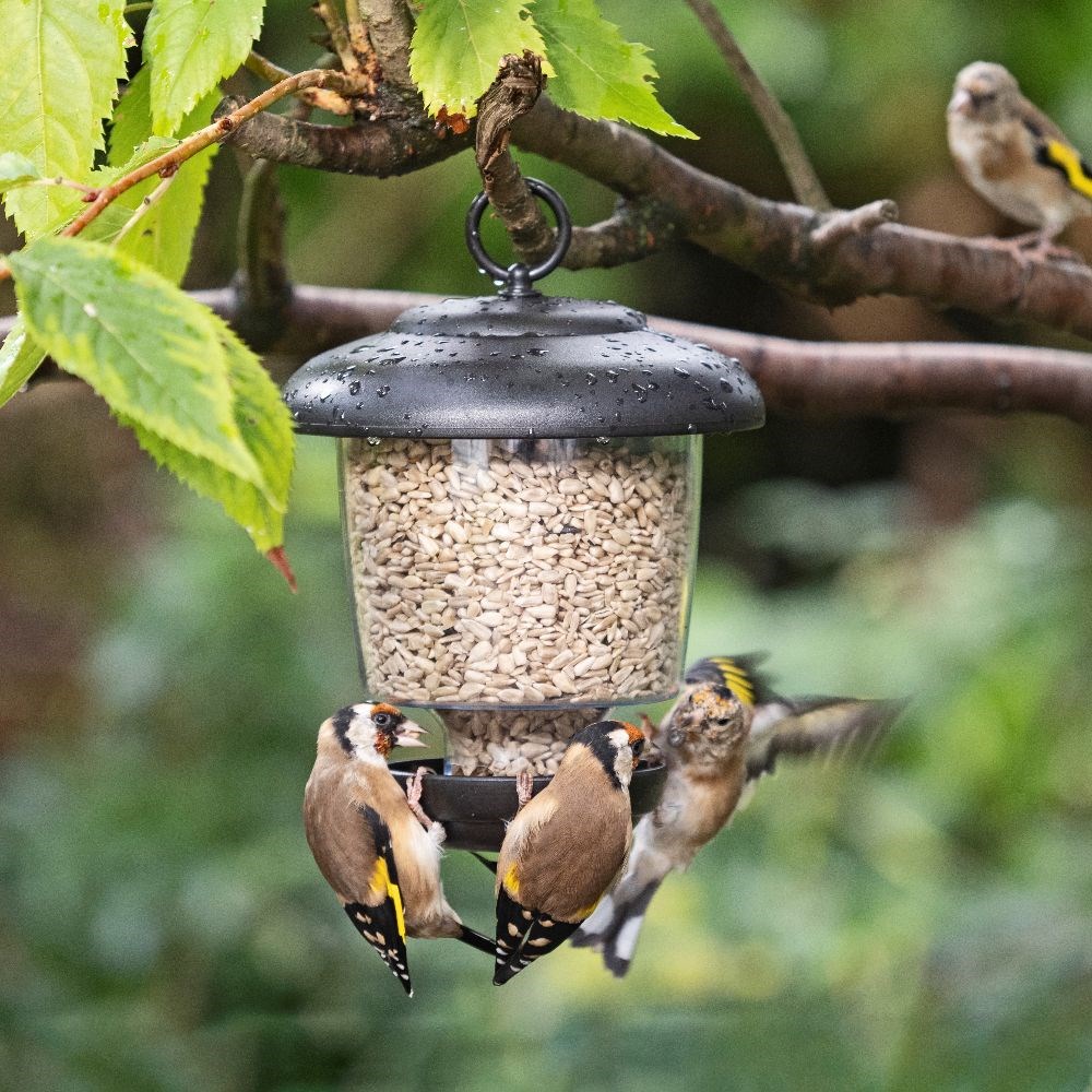 Little lantern bird feeder