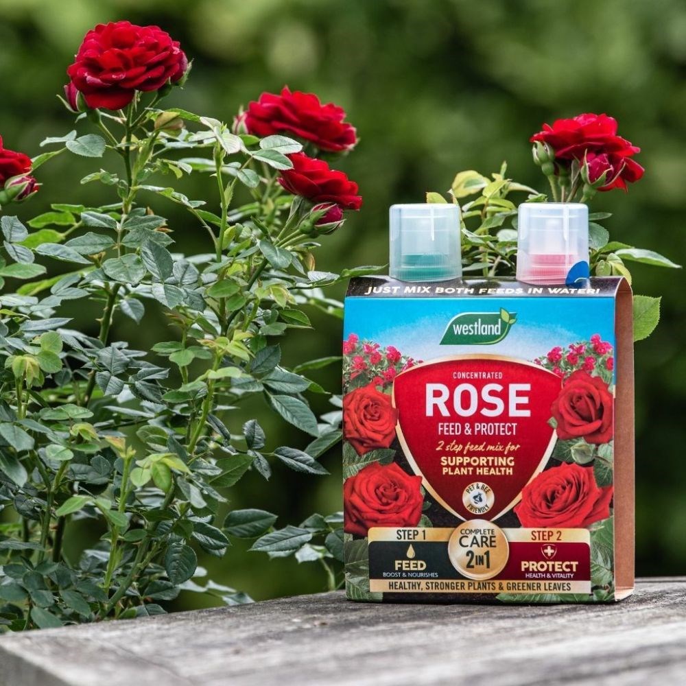 Buy rose Wildfire (patio) Rosa Wildfire ('Fryessex'): £16.19