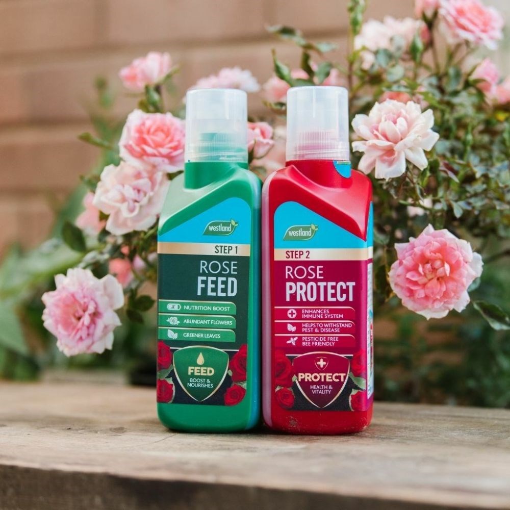 Rose feed and protect 
