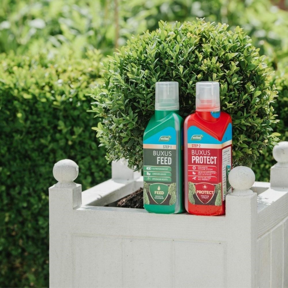 Buxus feed and protect