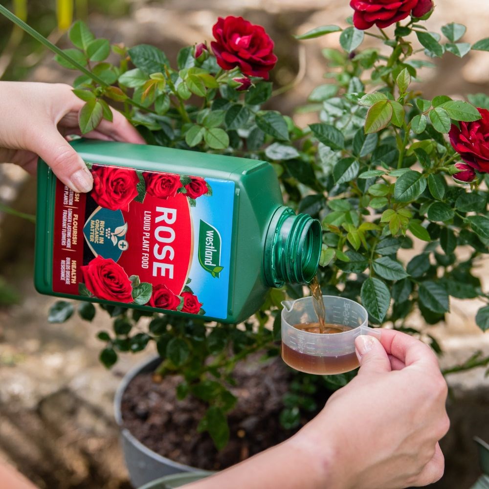 Specialist rose liquid feed - PF concentrate