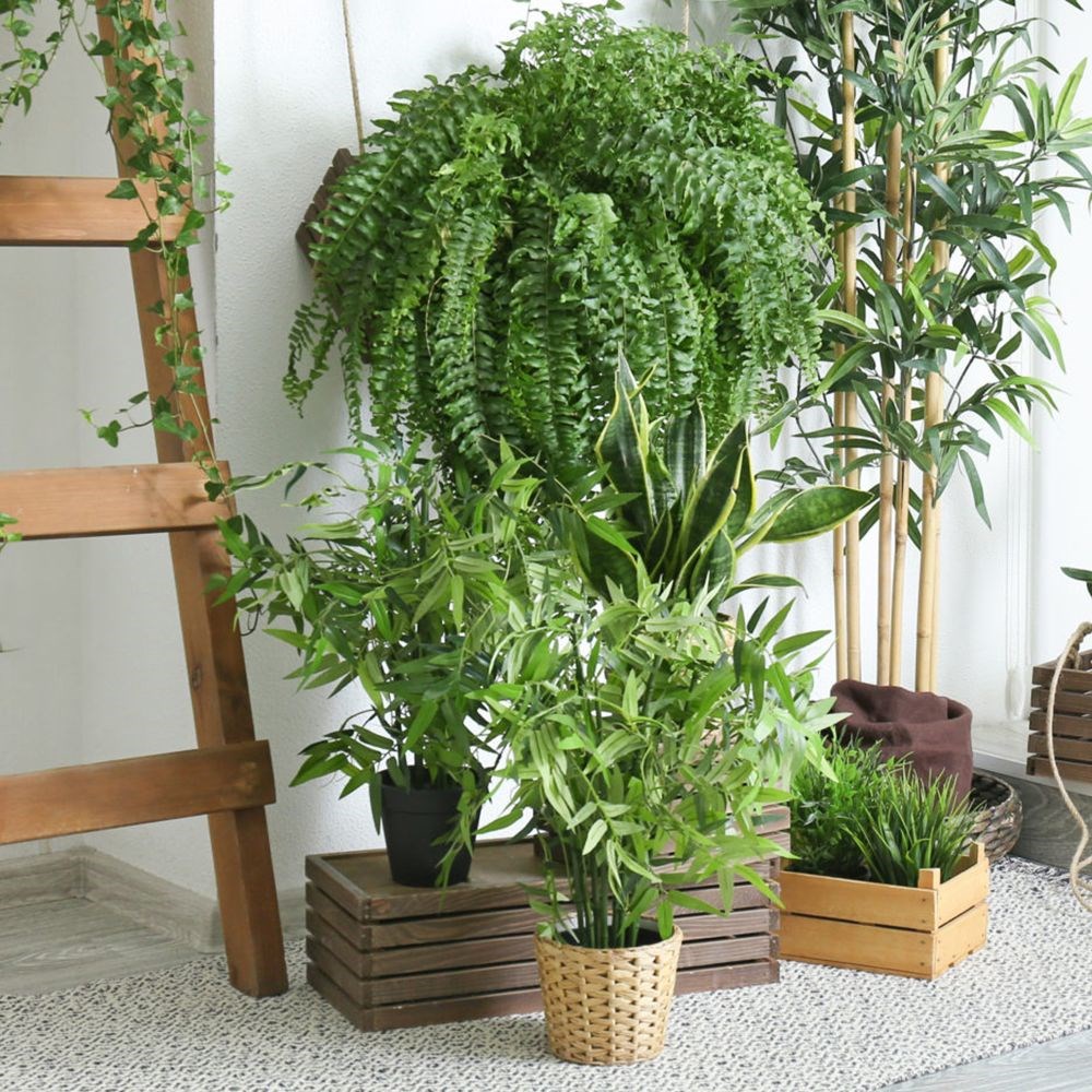 Plantsmith houseplant gift box