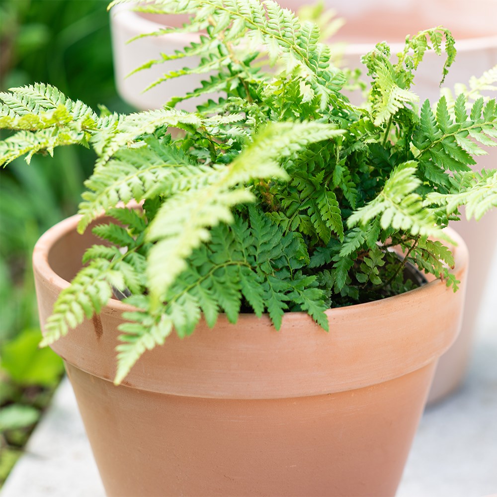 Classic Italian terracotta pot whitewash