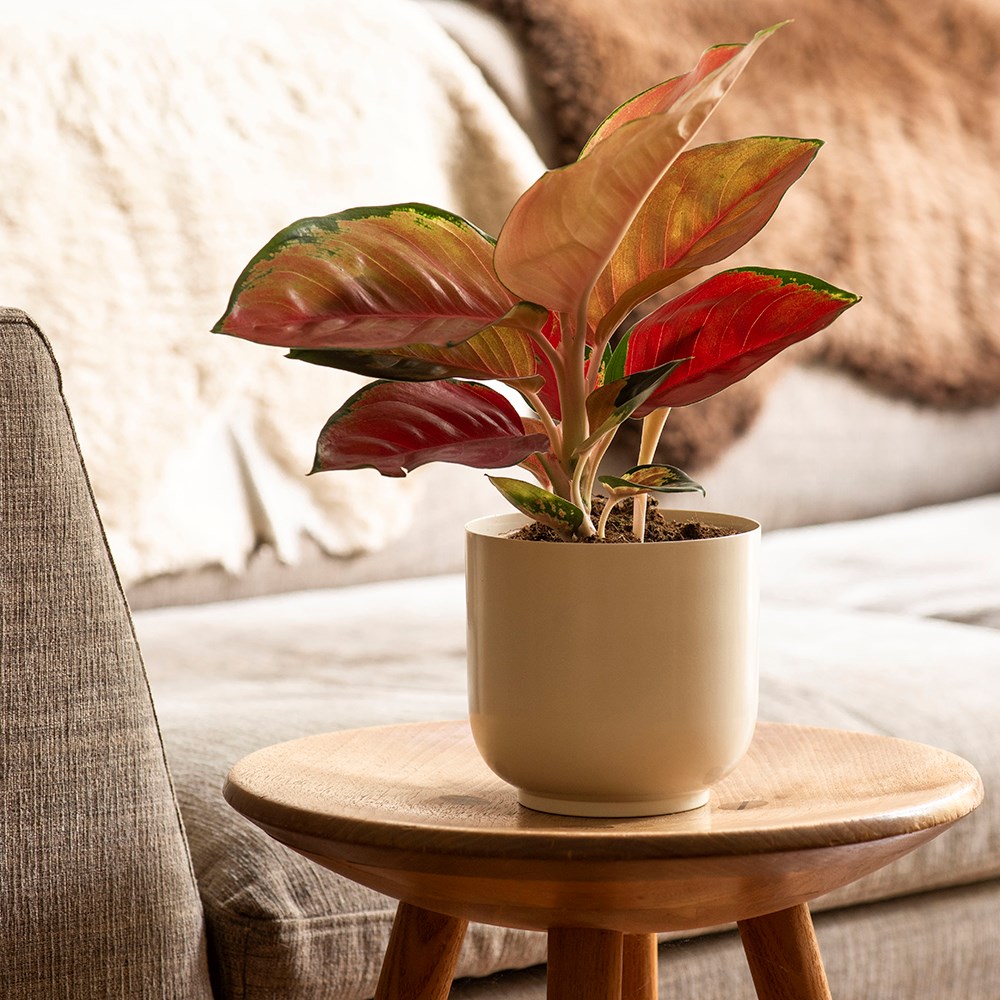Off white metal pot cover with enamel interior