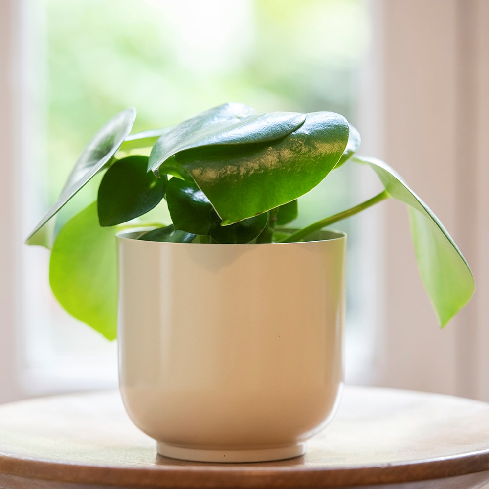 Off white metal pot cover with enamel interior