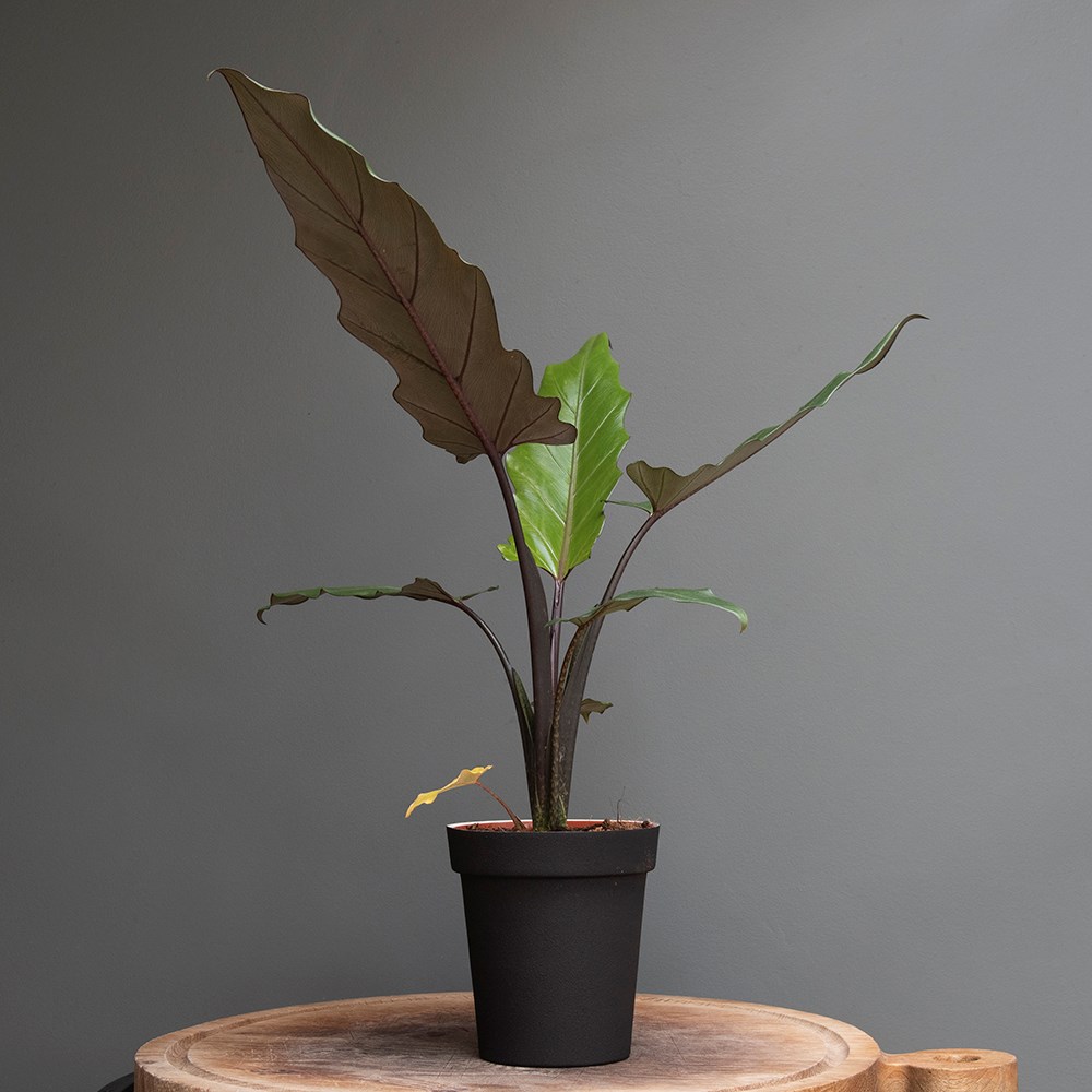 Charcoal metal plant pot cover with enamel interior