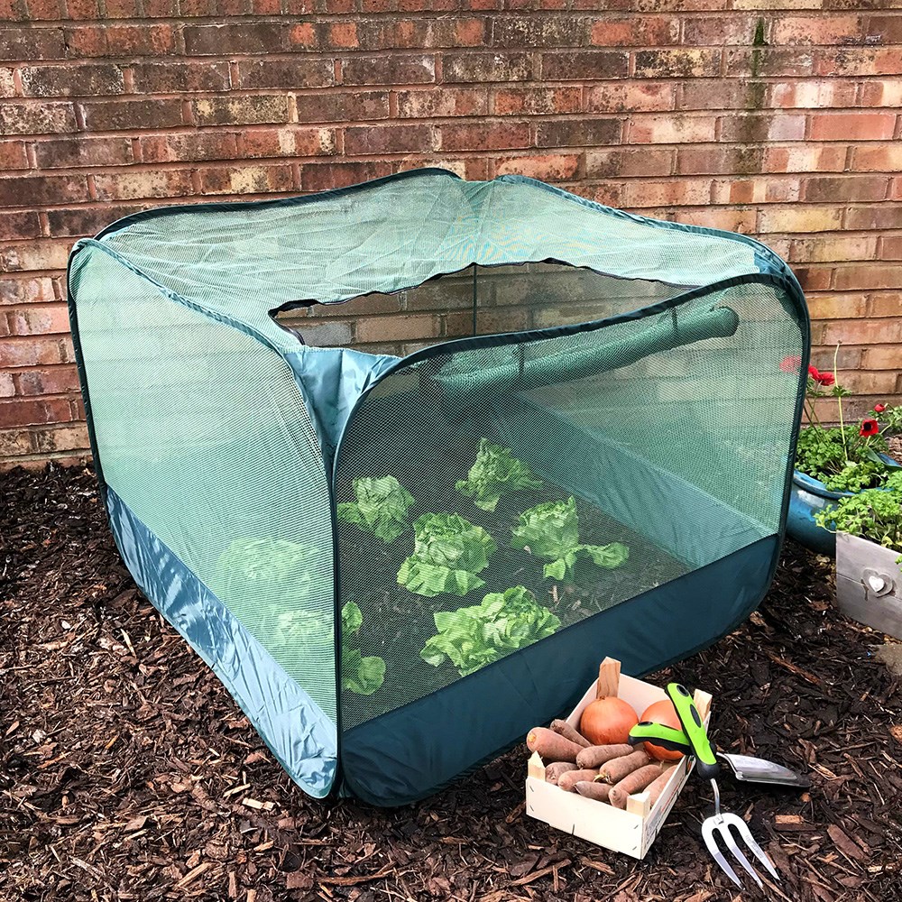 Pop up cabbage & brassica cage