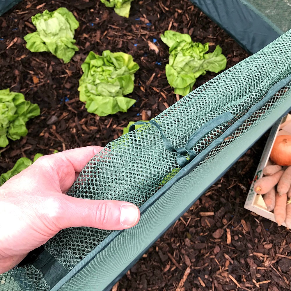 Pop up cabbage & brassica cage