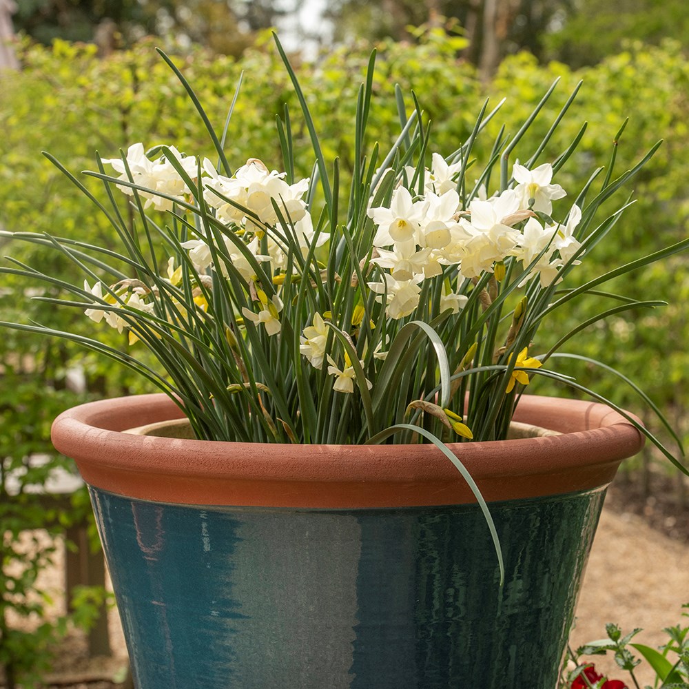 Dark teal kitchen planter