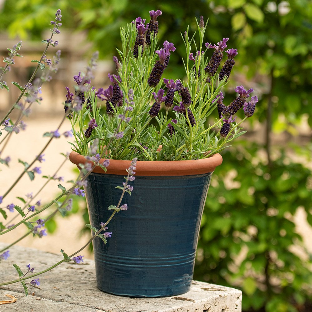 Dark teal kitchen planter