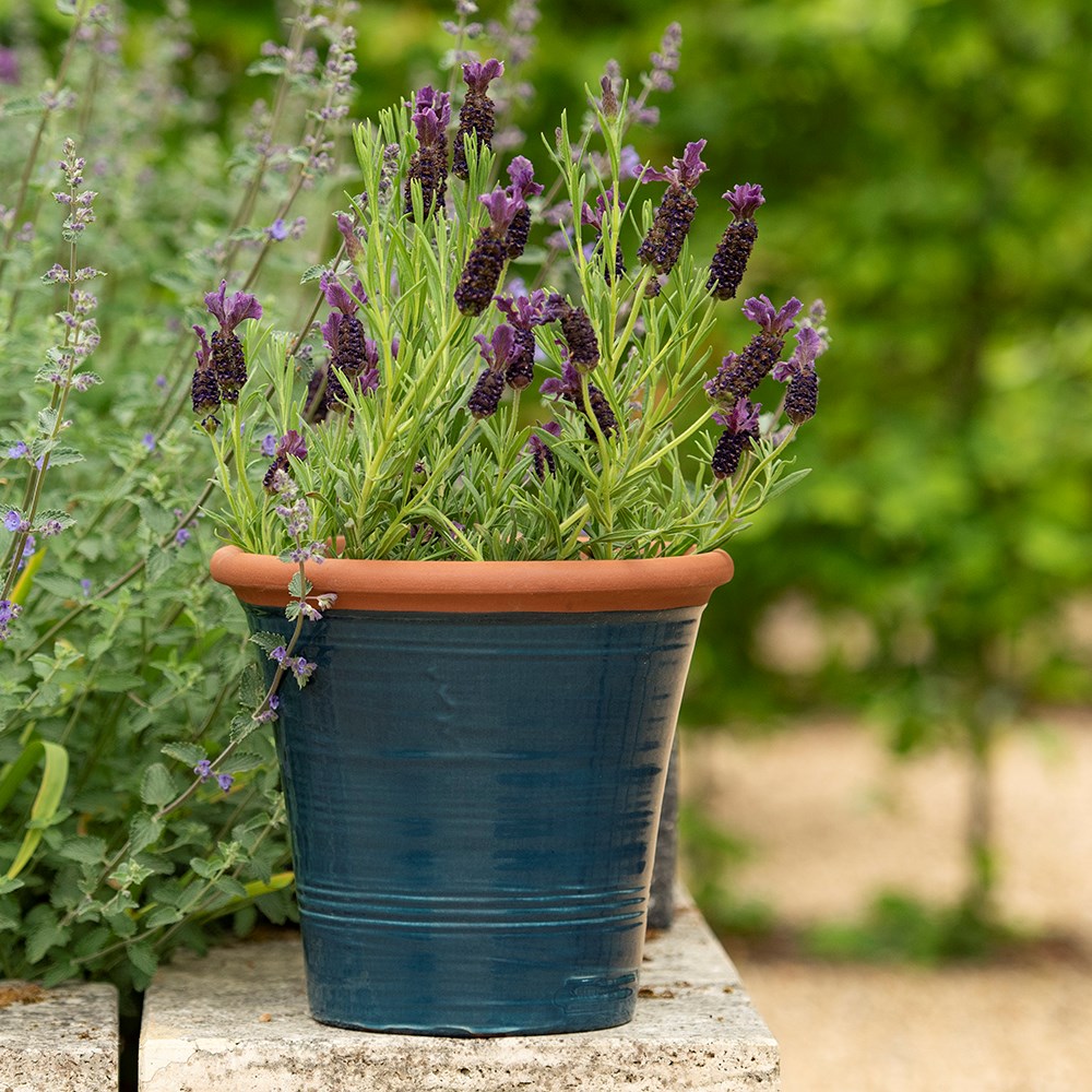 Dark teal kitchen planter