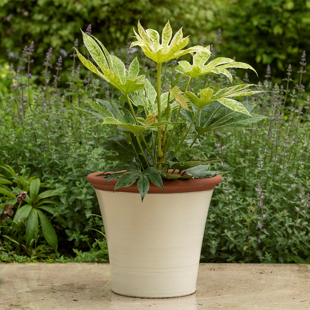 Ivory kitchen planter