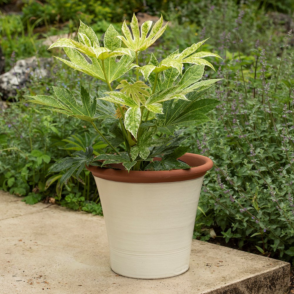 Ivory kitchen planter
