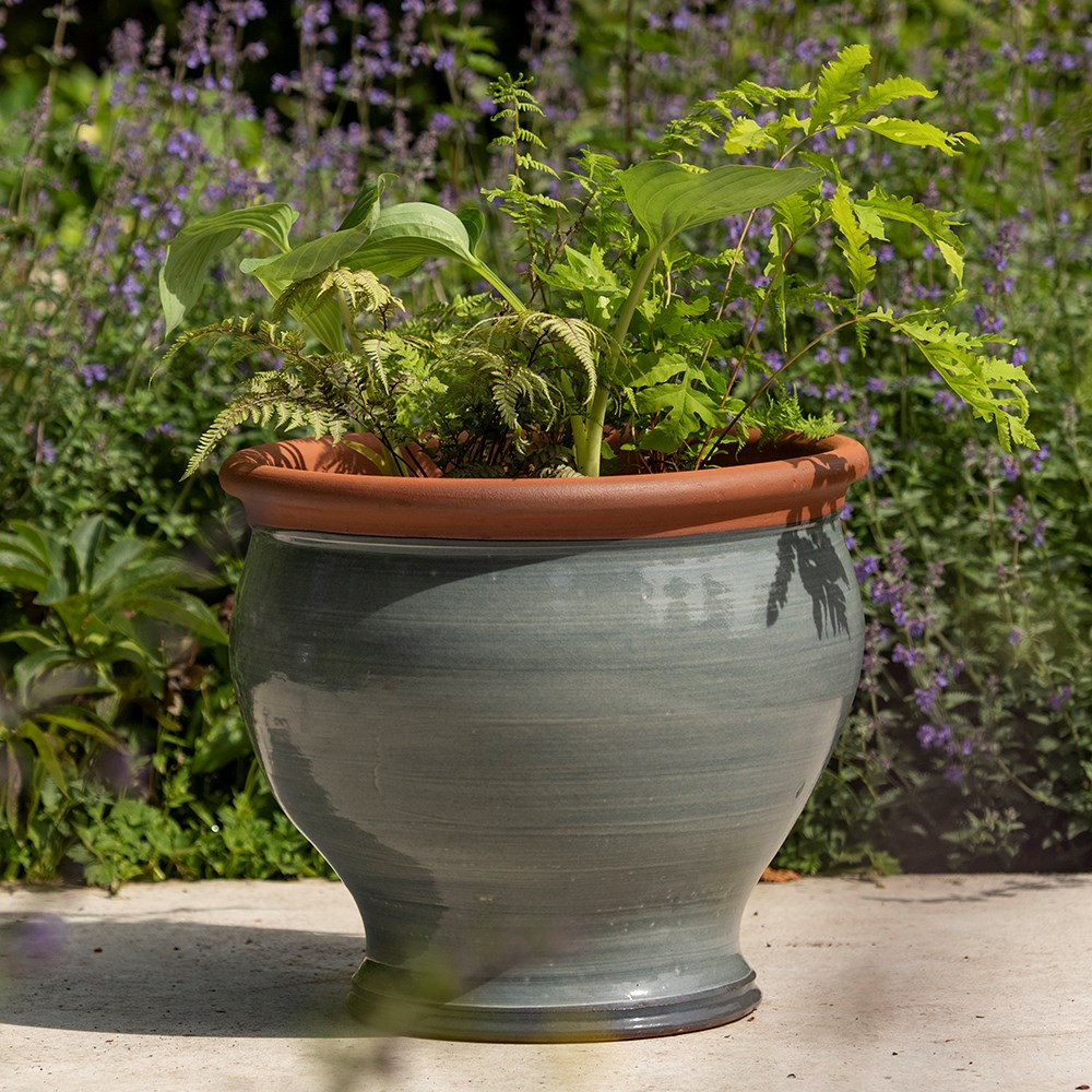 Grey bellied planter