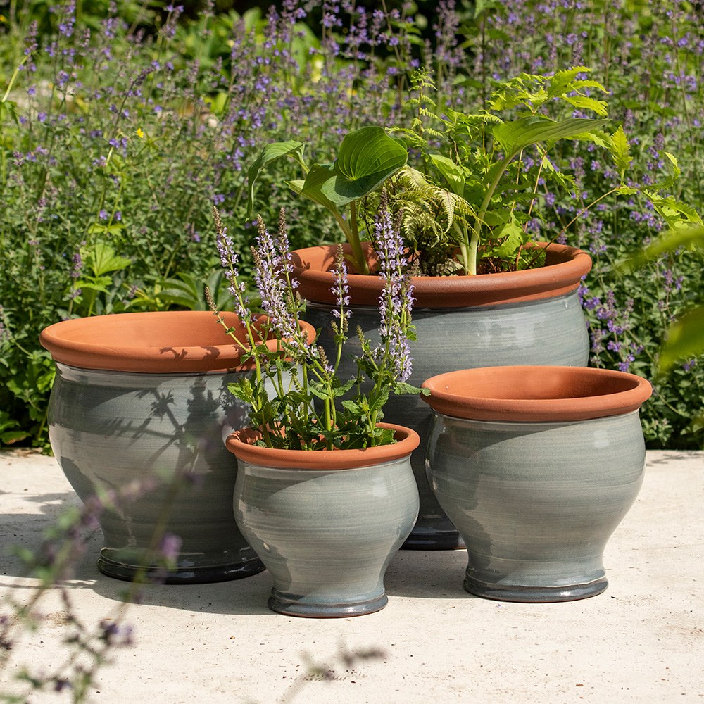 Grey bellied planter