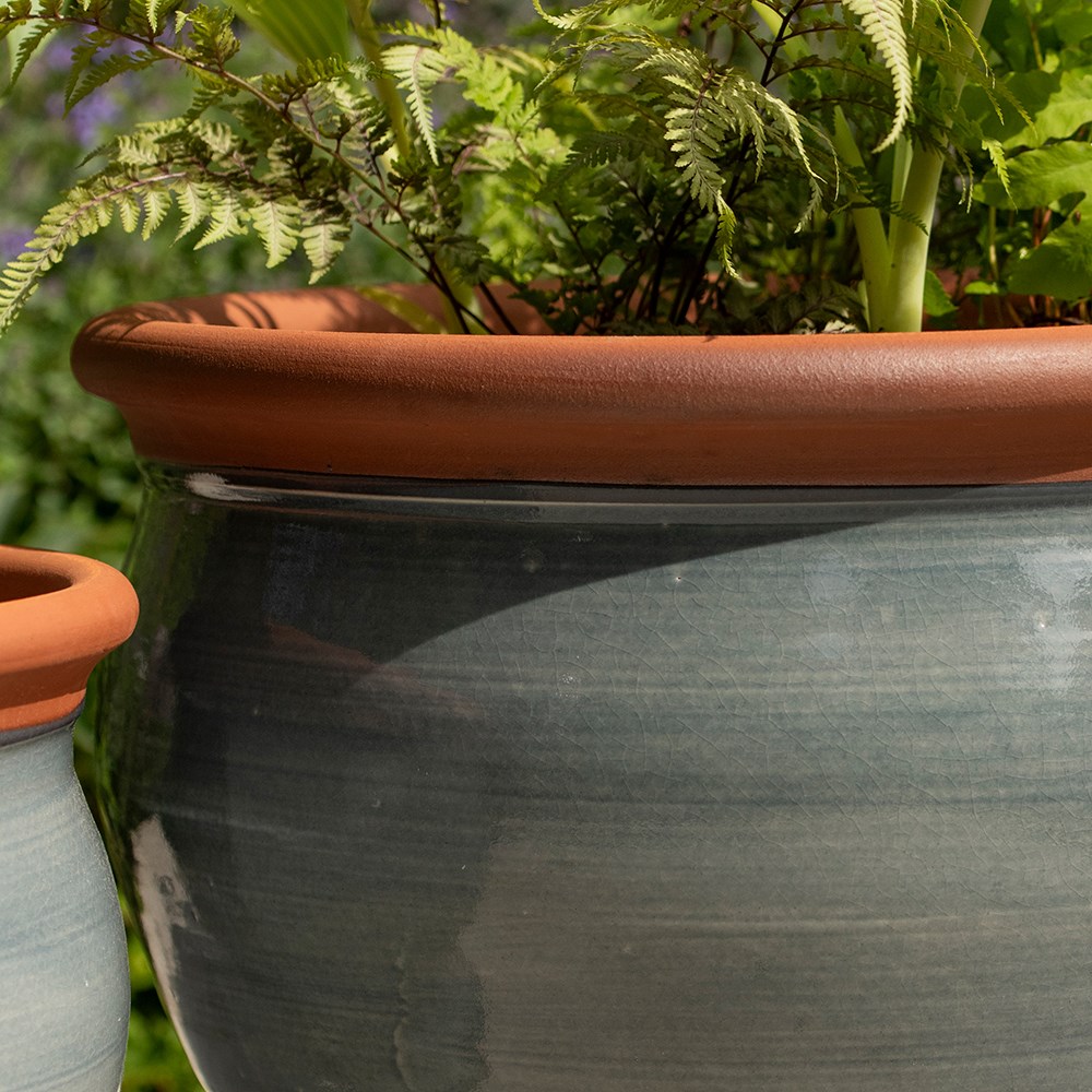 Grey bellied planter