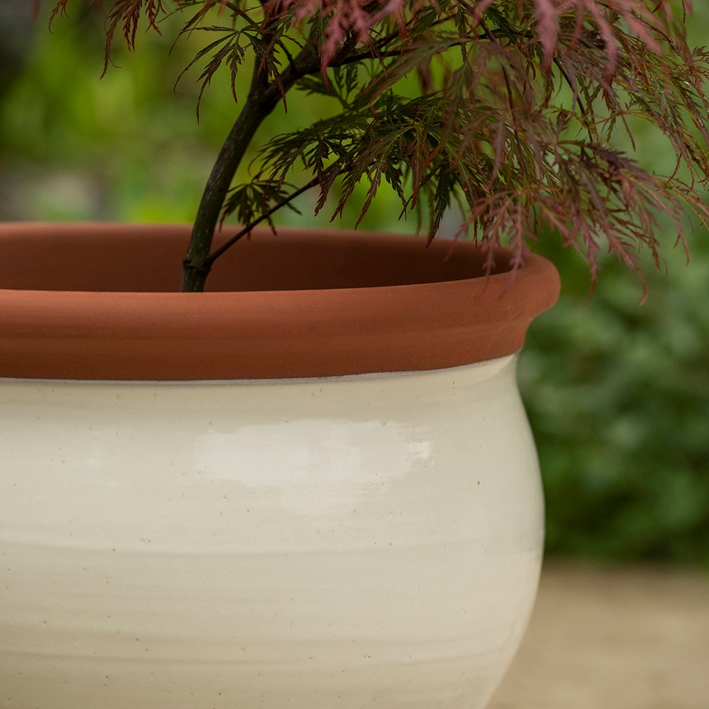 Ivory bellied planter
