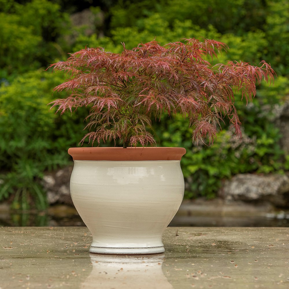 Ivory bellied planter