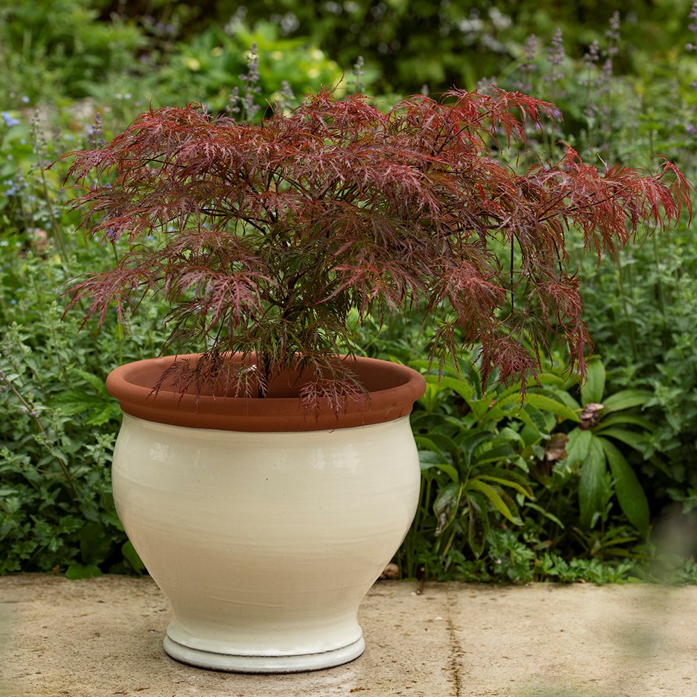 Ivory bellied planter