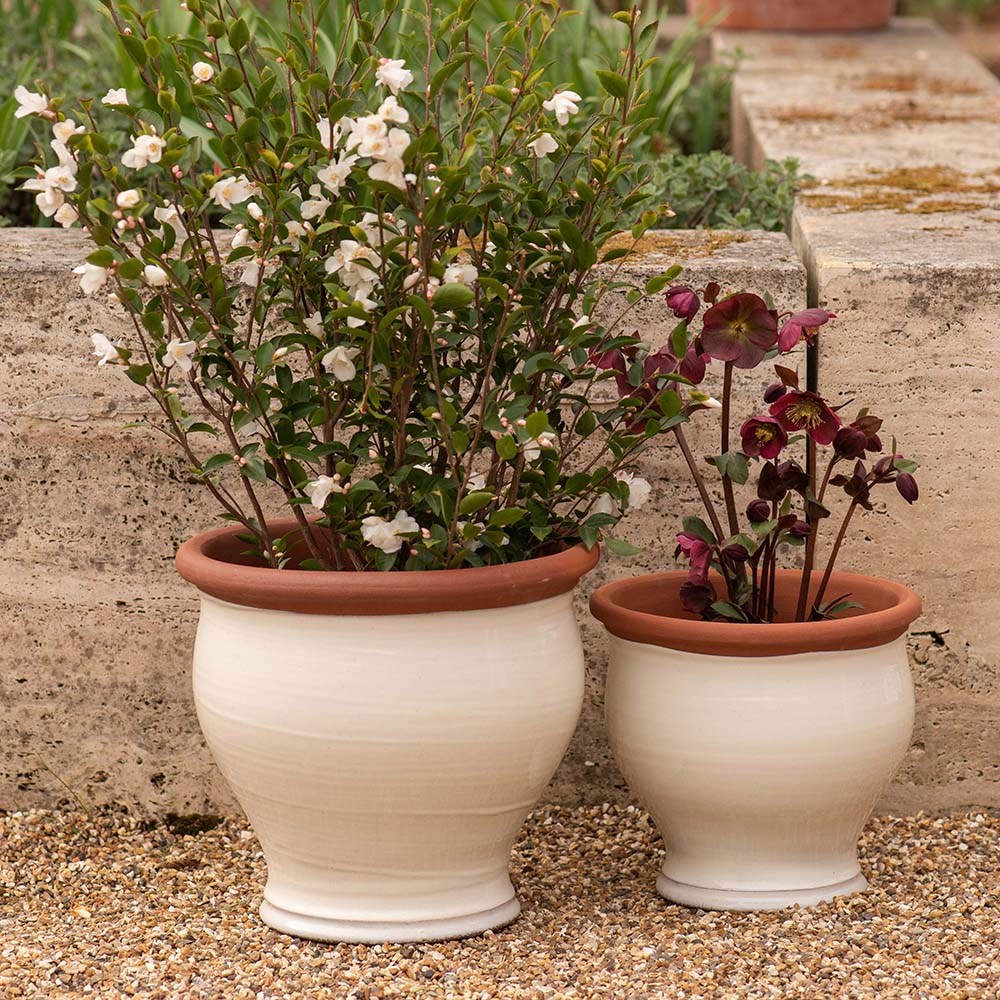 Ivory bellied planter