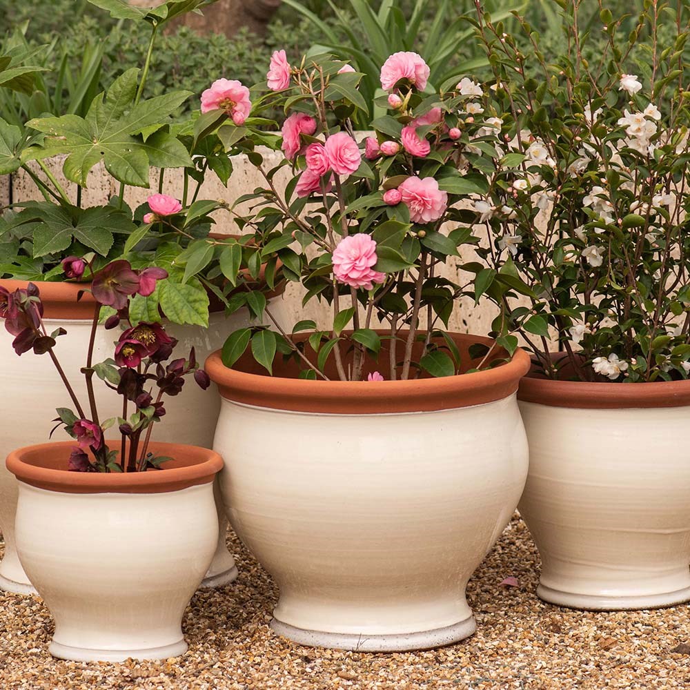Ivory bellied planter