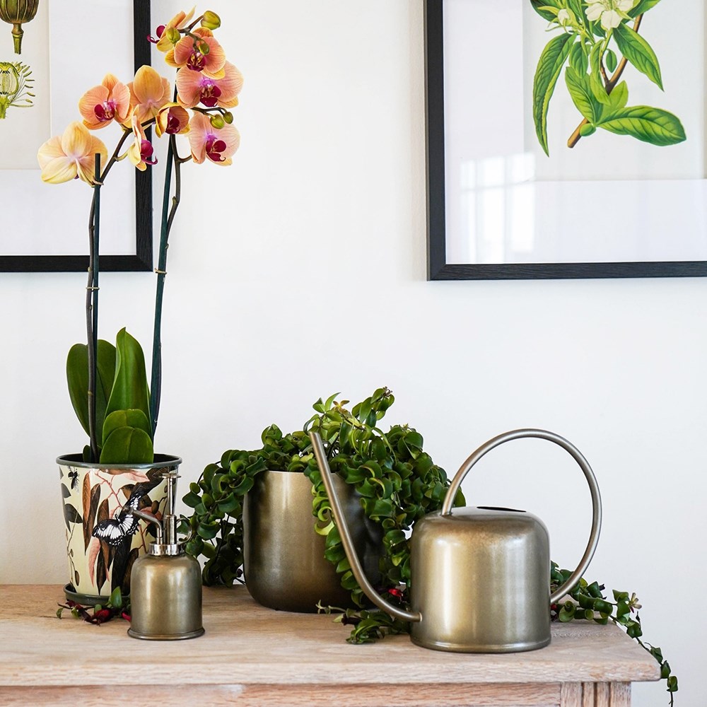 Kew matt brass plant mister