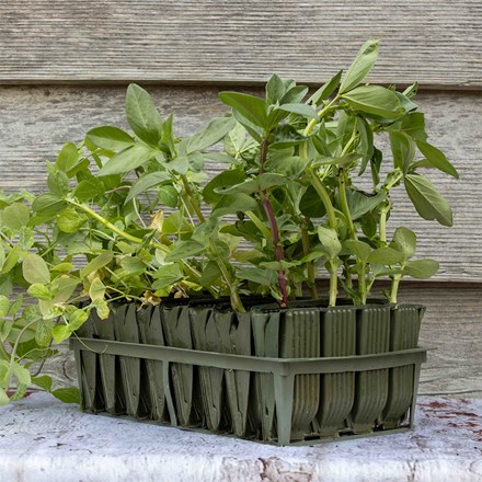 Deep root trainers