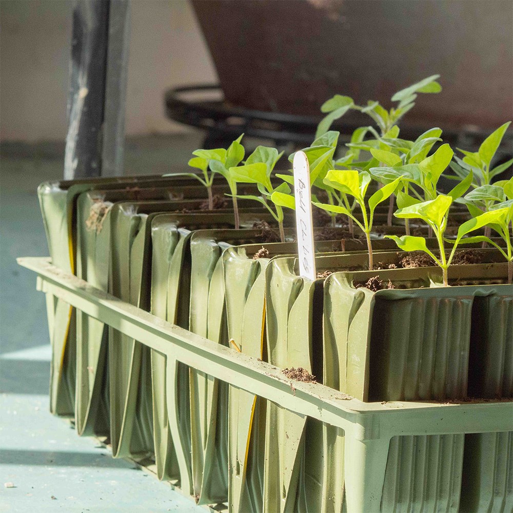 Deep root trainers