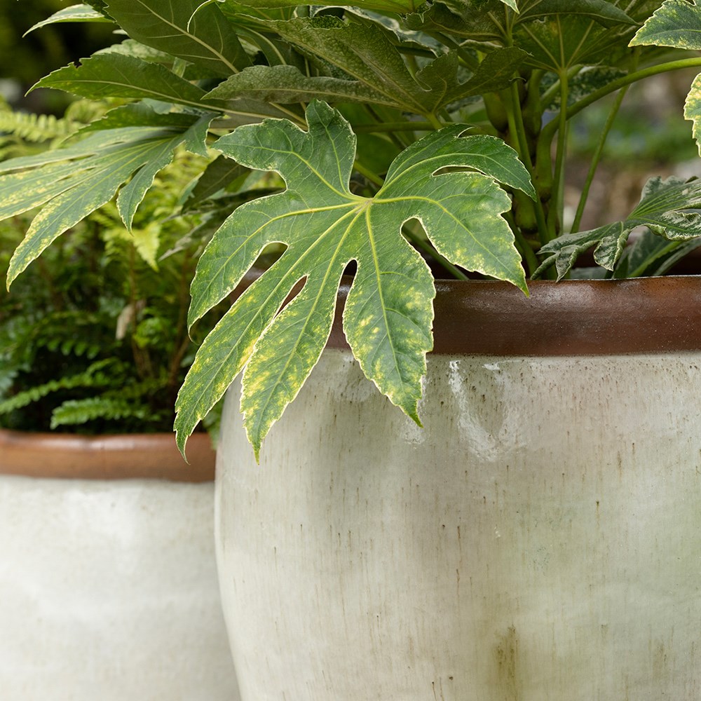 Glazed ceramic pot - white with contrast rim
