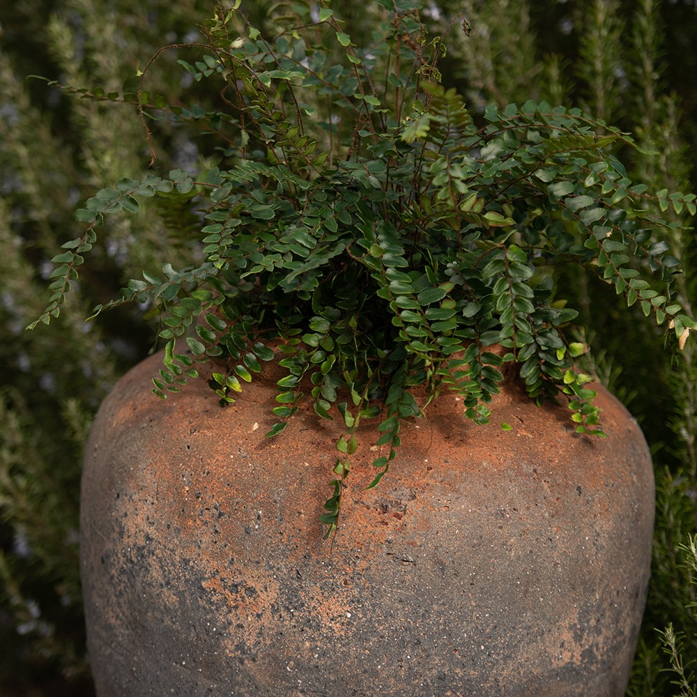 Terracotta jar - sandblasted