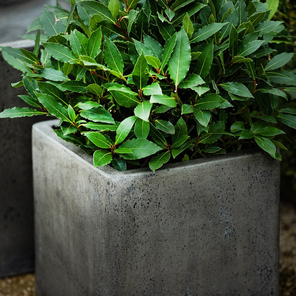 Cement cube pot - waxed