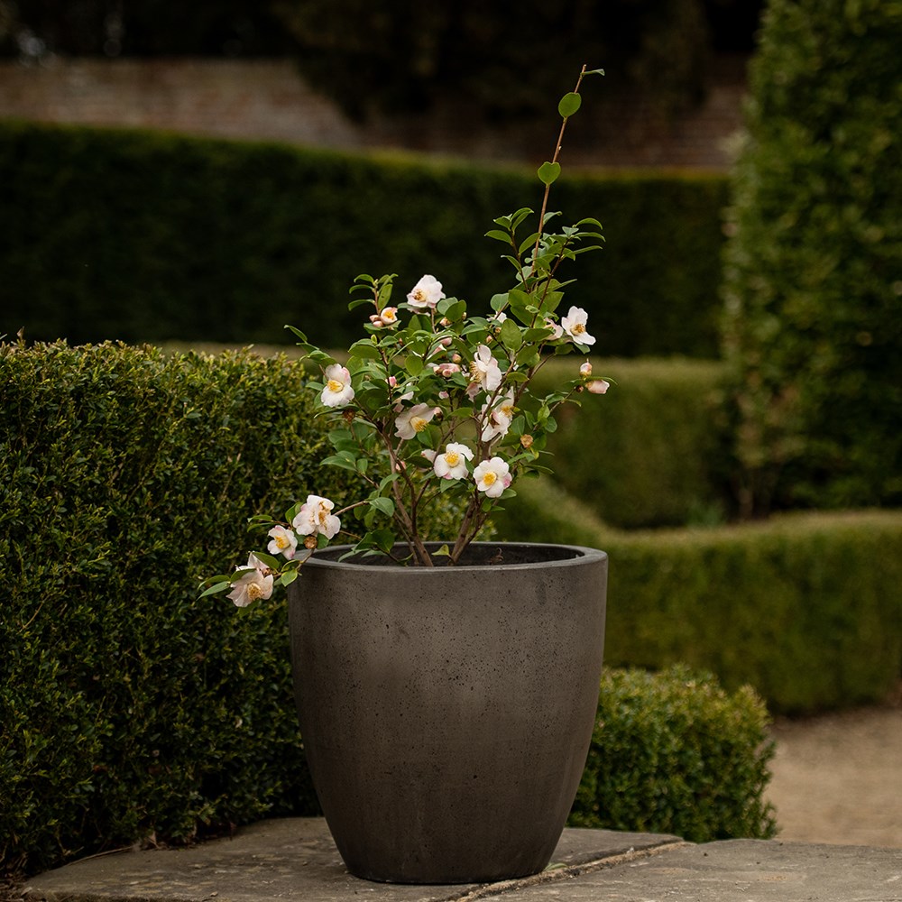 Cement pot - waxed