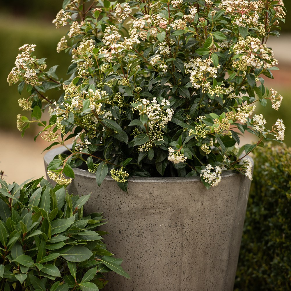 Cement tapered pot - waxed