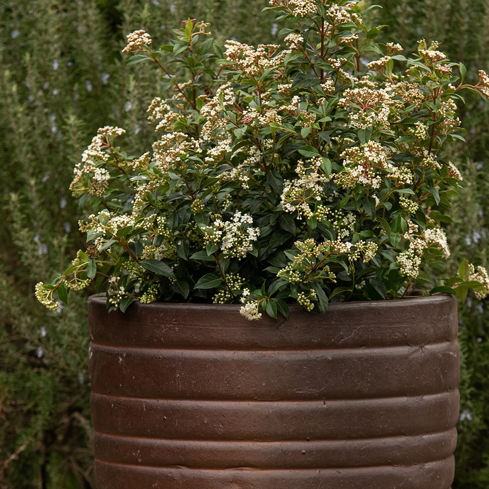 Ribbed terracotta egg pot - burnt